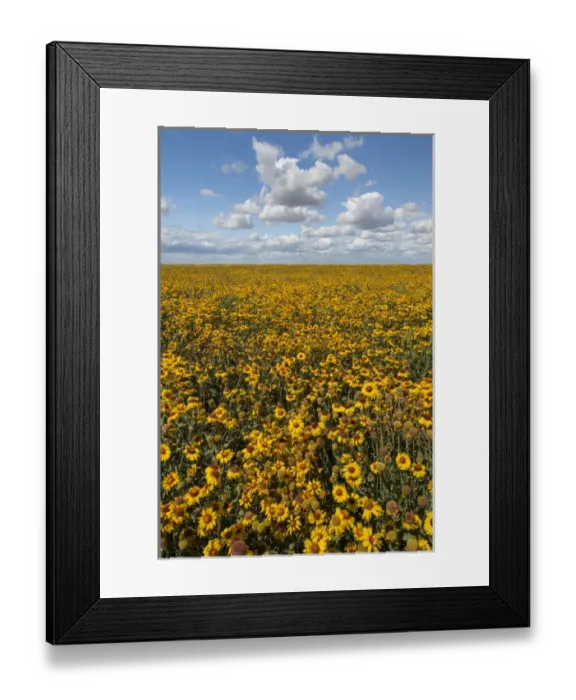 Framed Print : USA, Washington, Connell. Scenic of coneflower field Framed Print : USA, Washington, Connell. Scenic of coneflower field