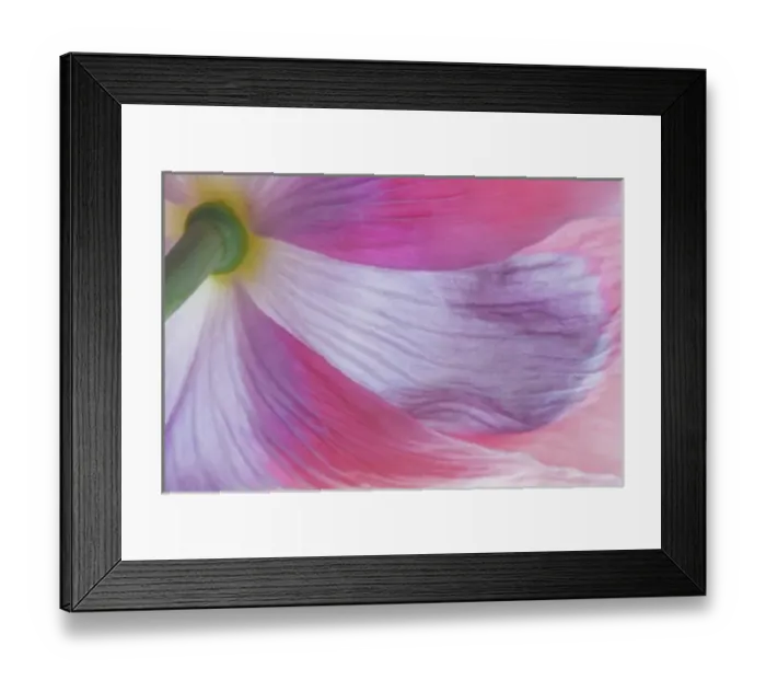 Framed Print : USA, Washington, Seabeck. Underside of poppy flower Framed Print : USA, Washington, Seabeck. Underside of poppy flower