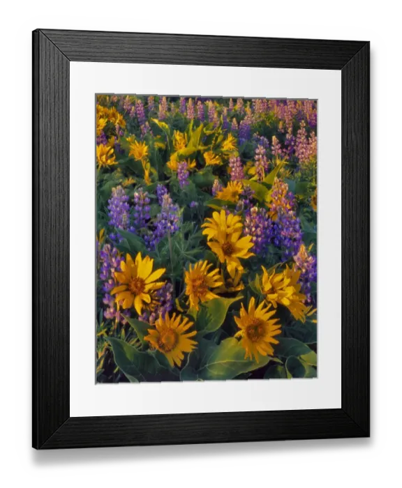 Framed Print : USA, Washington. Balsamroot and lupine in evening light