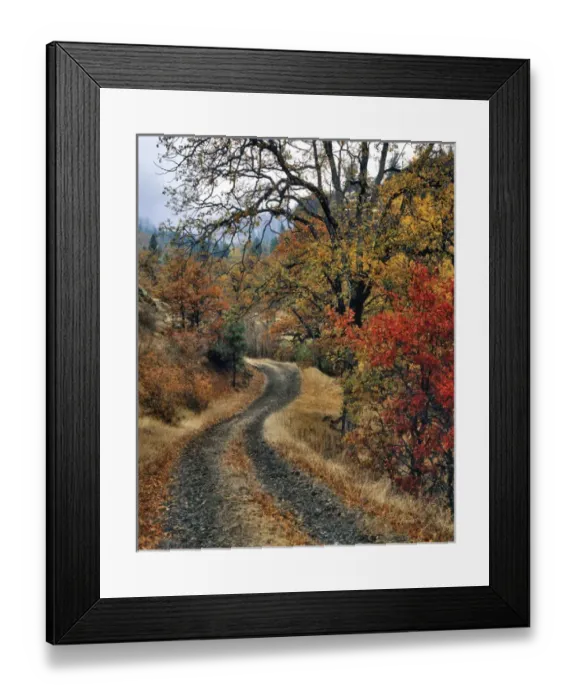 Framed Print : USA, Washington, Columbia River Gorge National Scenic Area. Road and autumn-colored oaks