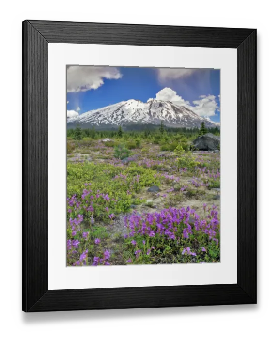 Framed Print : USA, Washington, Gifford Pinchot National Forest. Mount Saint Helens landscape. Credit as Framed Print : USA, Washington, Gifford Pinchot National Forest. Mount Saint Helens landscape. Credit as