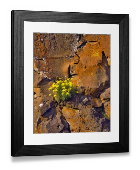 Framed Print : USA, Washington. Lomatium flowers on basalt rocks Framed Print : USA, Washington. Lomatium flowers on basalt rocks