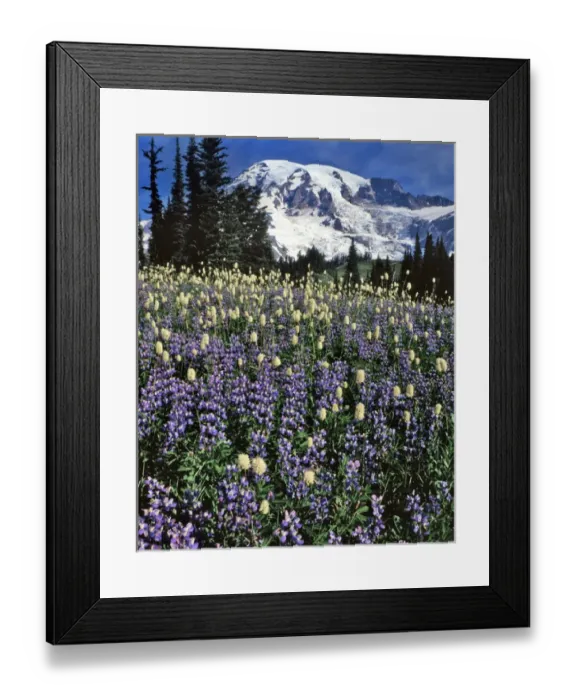 Framed Print : USA, Washington, Paradise Park. Field of lupine and bistort Framed Print : USA, Washington, Paradise Park. Field of lupine and bistort
