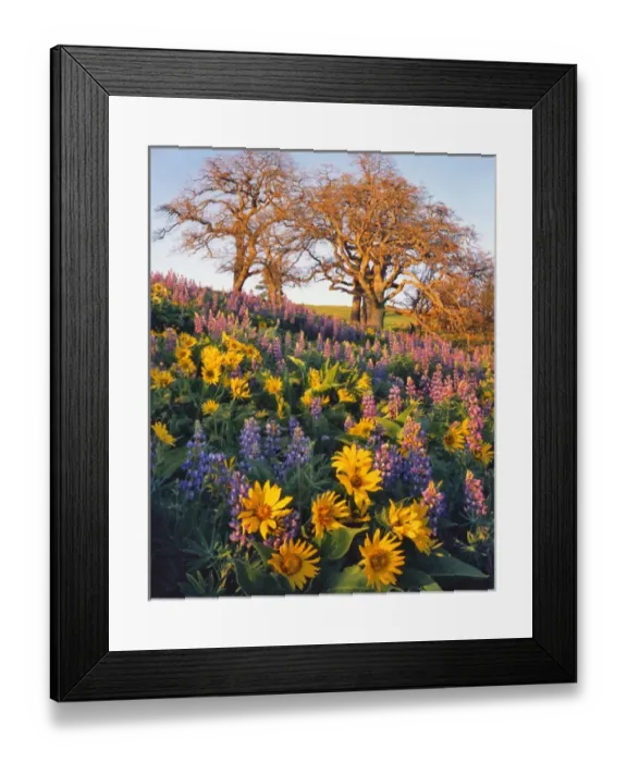Framed Print : USA, Washington. Balsamroot, lupine, and oaks on hillside Framed Print : USA, Washington. Balsamroot, lupine, and oaks on hillside