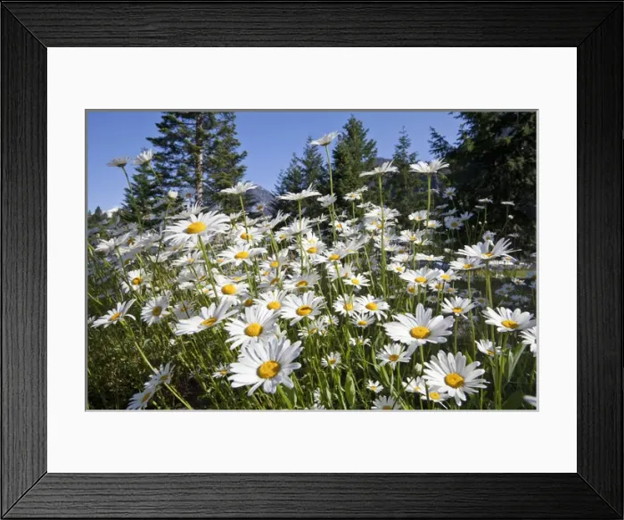 Framed Print : USA, Washington, Stehekin. Scenic with oxeye daisies Framed Print : USA, Washington, Stehekin. Scenic with oxeye daisies