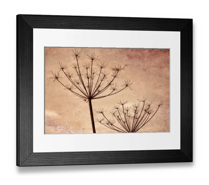 Framed Print : USA, Washington, Seabeck. Silhouette of Queen Annes lace plants Framed Print : USA, Washington, Seabeck. Silhouette of Queen Annes lace plants