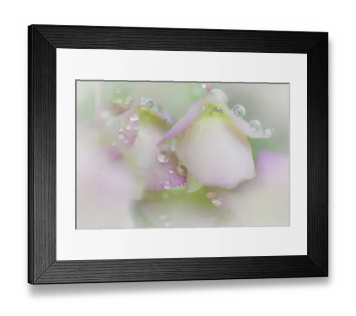 Framed Print : USA, Washington, Seabeck. Dew drops on ornamental oregano Framed Print : USA, Washington, Seabeck. Dew drops on ornamental oregano