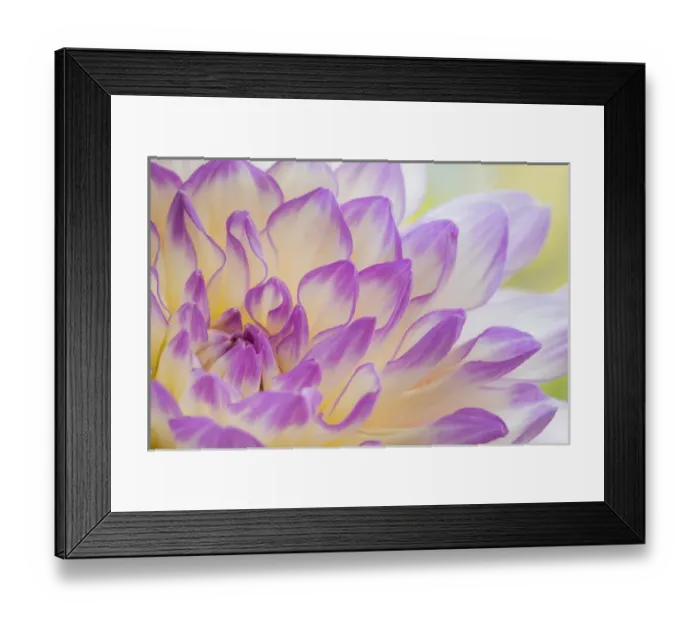 Framed Print : USA, Washington, Seabeck. Dahlia flower close-up Framed Print : USA, Washington, Seabeck. Dahlia flower close-up