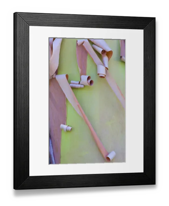 Framed Print : USA, Washington, Port Townsend. Madrone tree bark detail. Credit as: Gilles Delisle  /  Jaynes Gallery  /  DanitaDelimont. com