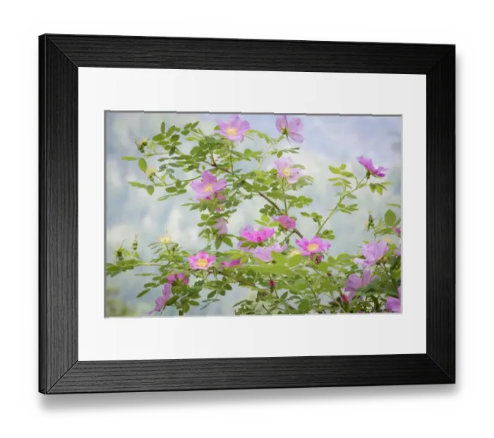 Framed Print : USA, Washington, Leavenworth. Scenic of Woods rose flowers Framed Print : USA, Washington, Leavenworth. Scenic of Woods rose flowers