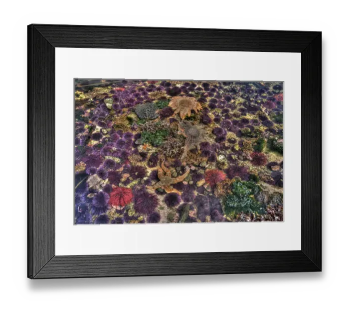 Framed Print : USA, Washington, Salt Creek. Tidepool with marine life