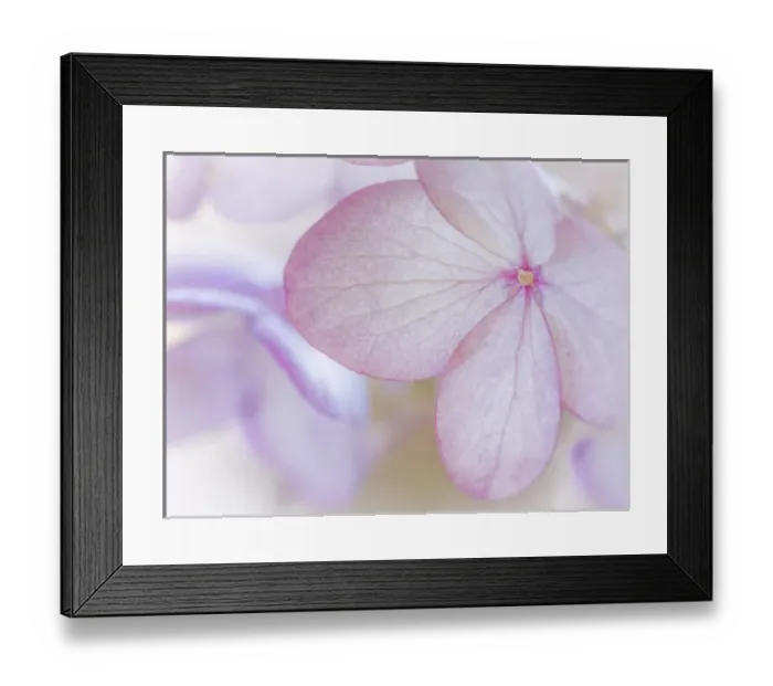 Framed Print : USA, Washington, Seabeck. Hydrangea paniculata flower close-up Framed Print : USA, Washington, Seabeck. Hydrangea paniculata flower close-up
