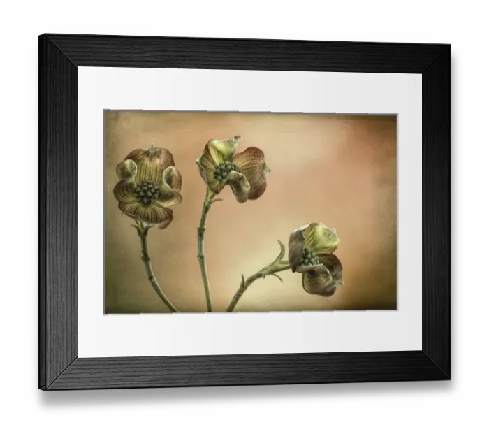 Framed Print : USA, Washington, Seabeck. Close-up of pink dogwood blossoms Framed Print : USA, Washington, Seabeck. Close-up of pink dogwood blossoms