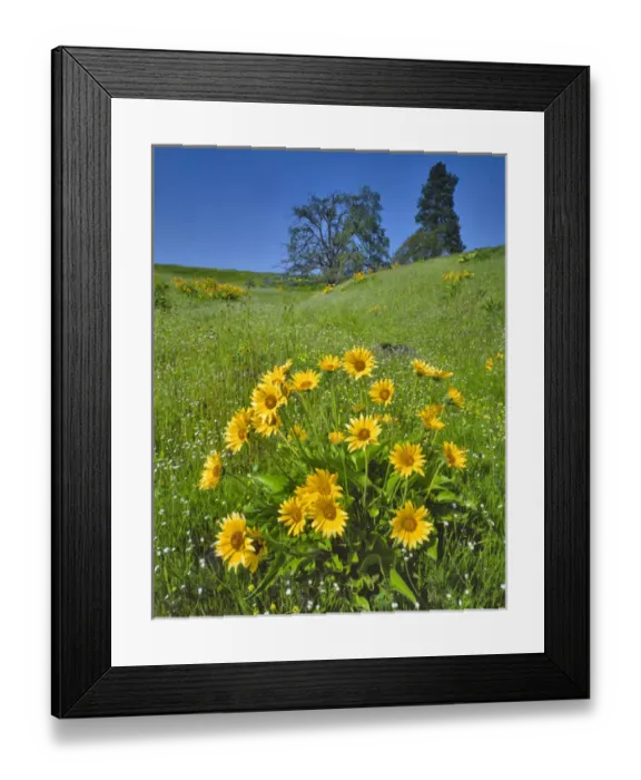Framed Print : USA, Washington. Balsamroot, pine and oak trees on hillside Framed Print : USA, Washington. Balsamroot, pine and oak trees on hillside
