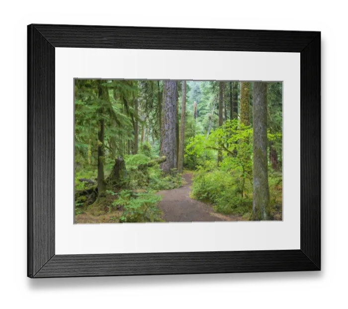 Framed Print : USA, Washington, Olympic National Park. Trail through old growth forest. Credit as Framed Print : USA, Washington, Olympic National Park. Trail through old growth forest. Credit as