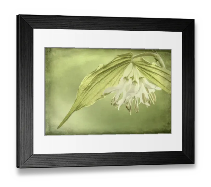 Framed Print : USA, Washington, Seabeck. Close-up of Hookers fairy bell flowers. Credit as