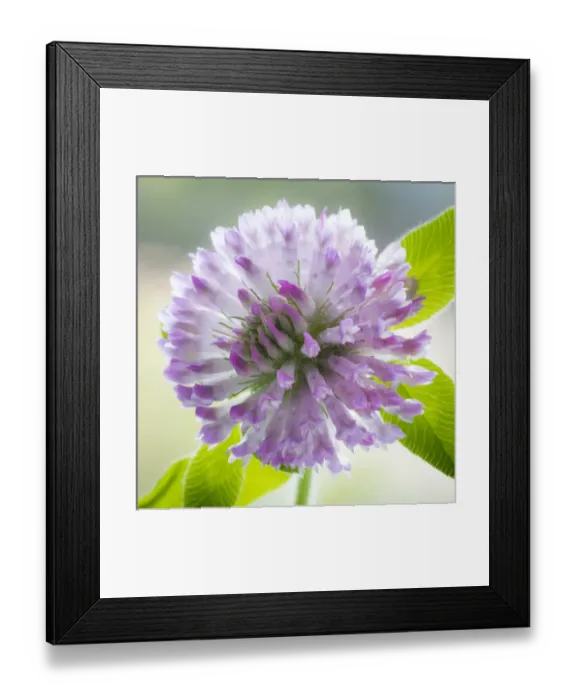Framed Print : USA, Washington, Seabeck. Clover blossom flowers Framed Print : USA, Washington, Seabeck. Clover blossom flowers