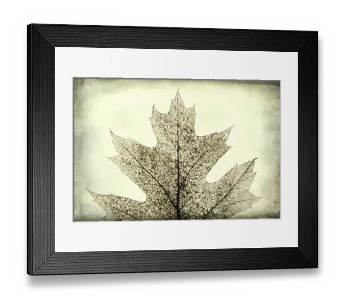 Framed Print : USA, Washington, Seabeck. Oak leaf abstract Framed Print : USA, Washington, Seabeck. Oak leaf abstract