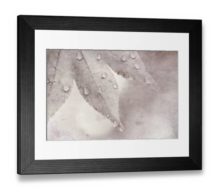 Framed Print : USA, Washington, Seabeck. Dew drops on maple leaf Framed Print : USA, Washington, Seabeck. Dew drops on maple leaf