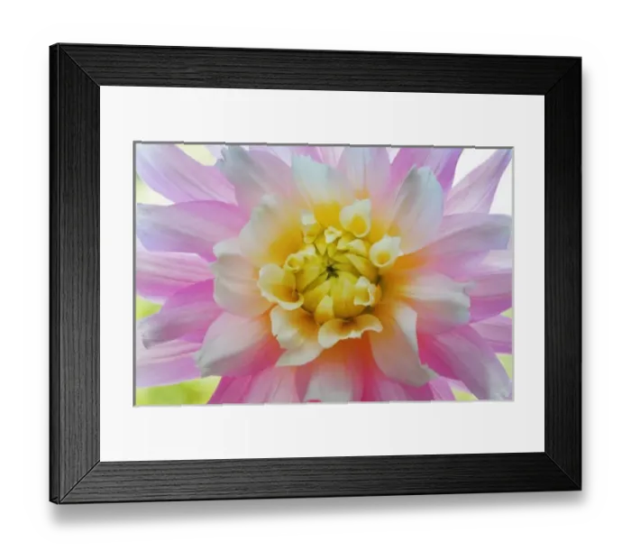 Framed Print : USA, Washington, Seabeck. Dahlia flower close-up Framed Print : USA, Washington, Seabeck. Dahlia flower close-up