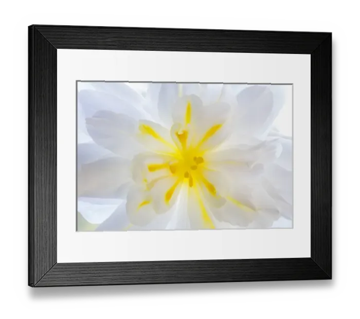 Framed Print : USA, Washington, Seabeck. Begonia blossom close-up Framed Print : USA, Washington, Seabeck. Begonia blossom close-up