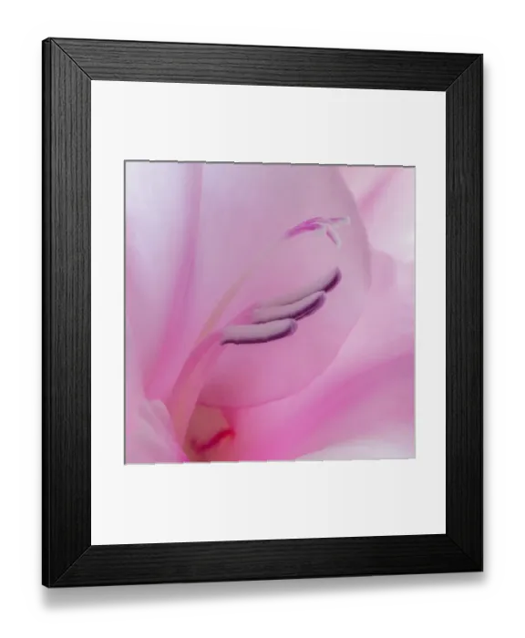 Framed Print : USA, Washington, Seabeck. Gladiola blossom close-up