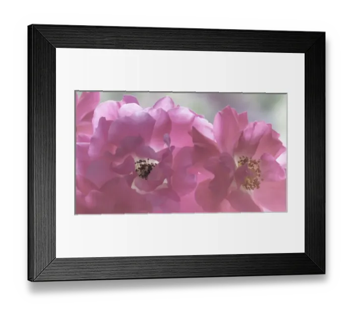 Framed Print : USA, Washington, Seabeck. Close-up of rose blossoms Framed Print : USA, Washington, Seabeck. Close-up of rose blossoms