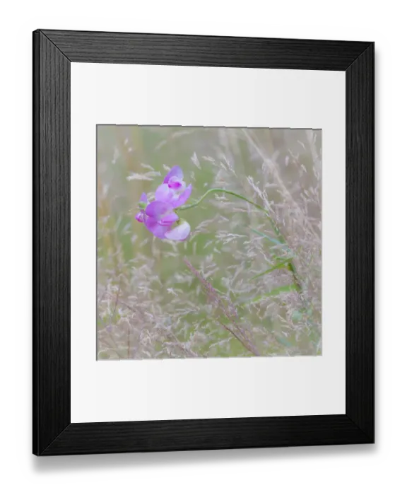 Framed Print : USA, Washington, Seabeck. Sweetpea blossoms in meadow Framed Print : USA, Washington, Seabeck. Sweetpea blossoms in meadow