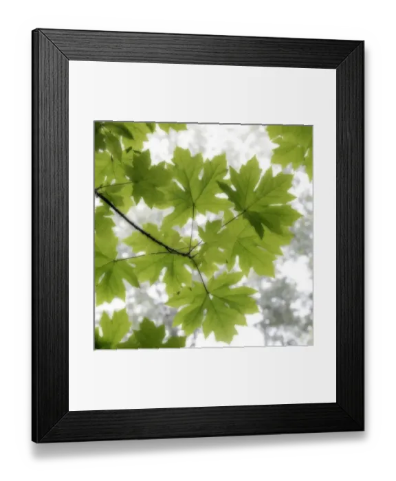 Framed Print : USA, Washington, Seabeck. Big leaf maple leaves in summer Framed Print : USA, Washington, Seabeck. Big leaf maple leaves in summer