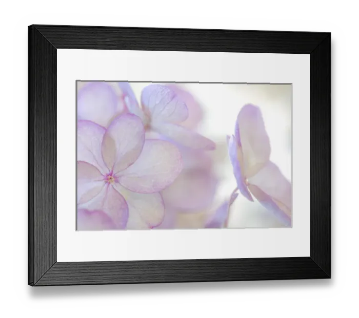 Framed Print : USA, Washington, Seabeck. Hydrangea paniculata flower close-up