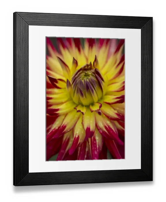Framed Print : USA, Washington. Detail of dahlia flower Framed Print : USA, Washington. Detail of dahlia flower