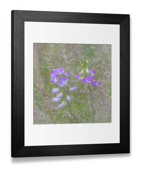Framed Print : USA, Washington, Seabeck. Sweetpea blossoms in meadow