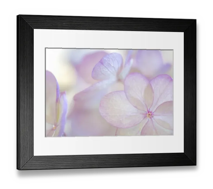 Framed Print : USA, Washington, Seabeck. Hydrangea paniculata flower close-up Framed Print : USA, Washington, Seabeck. Hydrangea paniculata flower close-up