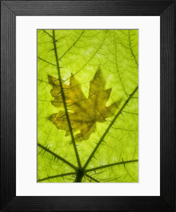 Framed Print : USA, Washington, Seabeck. Big leaf maple leaf on devils club leaf. Credit as