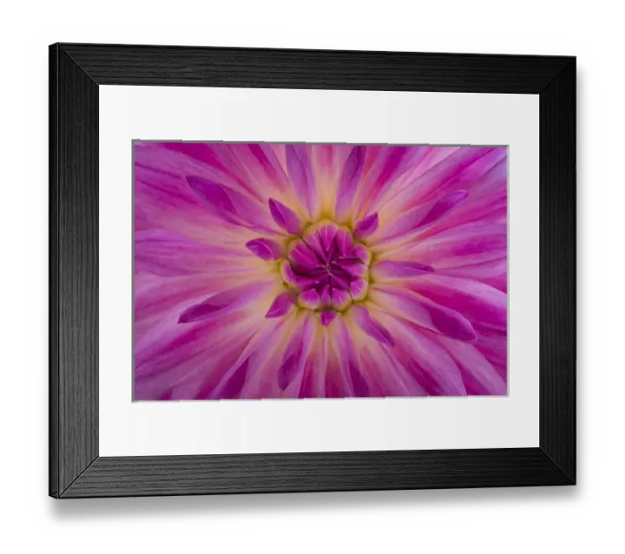 Framed Print : USA, Washington, Seabeck. Pink dahlia blossom detail