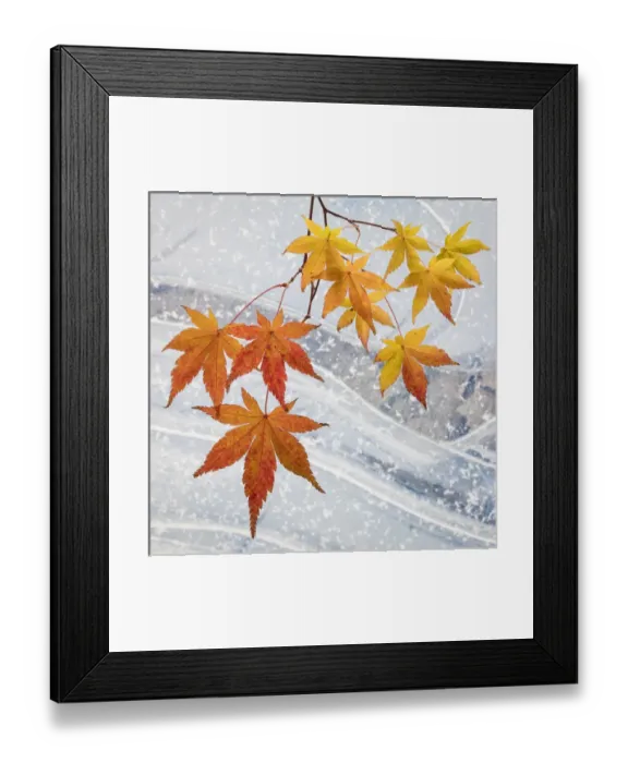 Framed Print : USA, Washington, Seabeck. Japanese maple leaves and ice