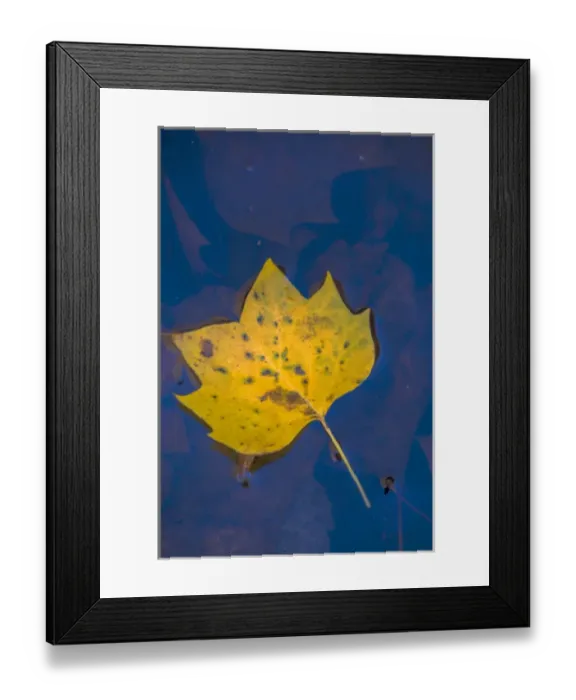 Framed Print : USA, Virginia, McLean. Leaf in pond. Credit as: Jay O Brien / Jaynes Gallery / DanitaDelimont Framed Print : USA, Virginia, McLean. Leaf in pond. Credit as: Jay O Brien / Jaynes Gallery / DanitaDelimont