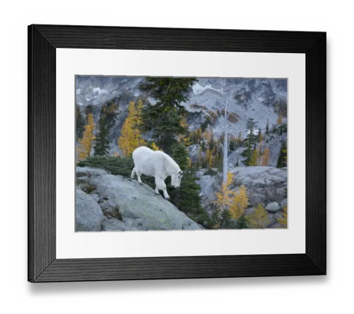 Framed Print : USA, Washington State. Adult Mountain Goat (Oreamnos americanus) steps down a rockface Framed Print : USA, Washington State. Adult Mountain Goat (Oreamnos americanus) steps down a rockface