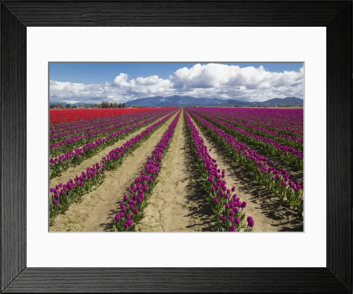 Framed Print : North America, United States, Washington, Mount Vernon, tulip fields bloom Framed Print : North America, United States, Washington, Mount Vernon, tulip fields bloom