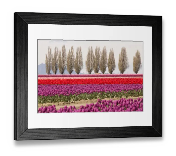 Framed Print : North America, United States, Washington, Mount Vernon, tulip fields bloom Framed Print : North America, United States, Washington, Mount Vernon, tulip fields bloom