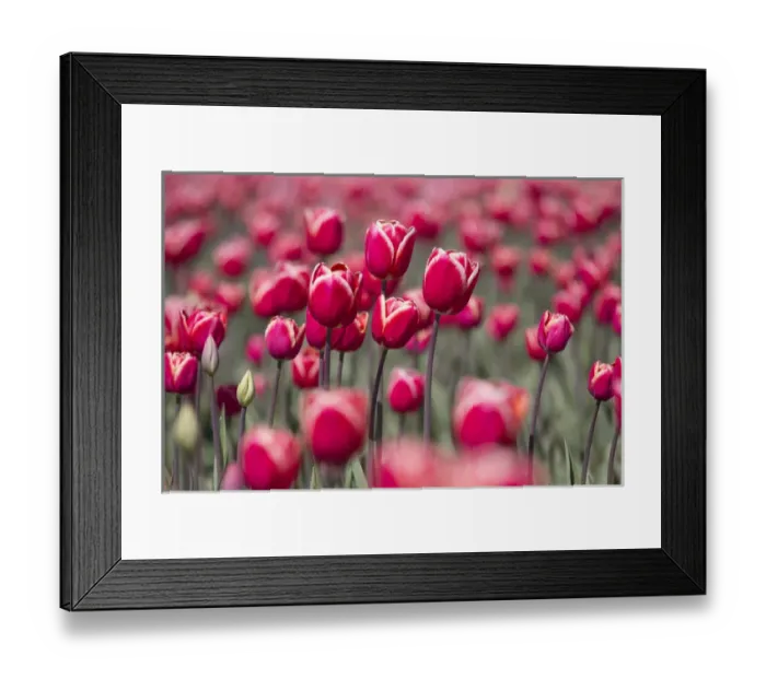 Framed Print : North America, United States, Washington, Mount Vernon, tulip fields bloom