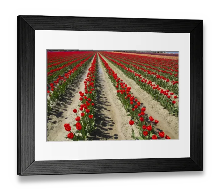 Framed Print : North America, United States, Washington, Mount Vernon, tulip fields bloom Framed Print : North America, United States, Washington, Mount Vernon, tulip fields bloom