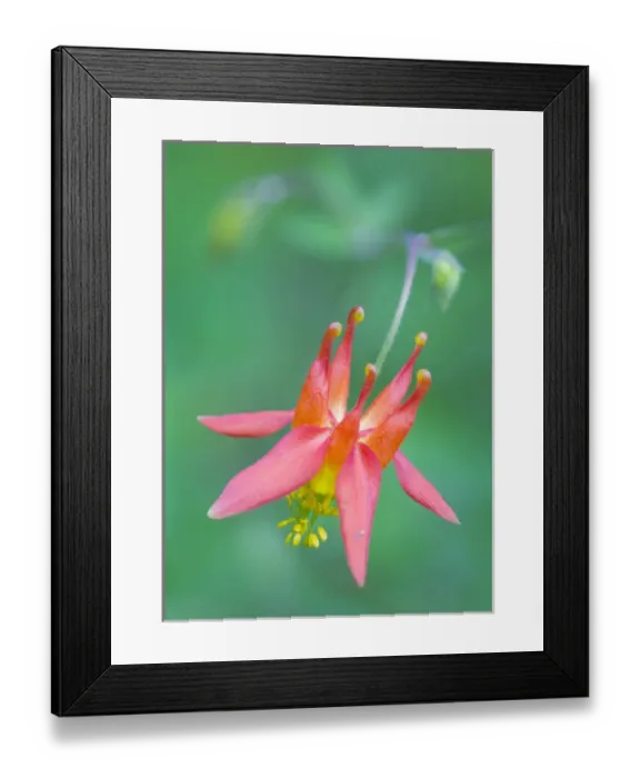 Framed Print : USA, Washington State. Red Columbine (Aquilegia Formosa) wildflower blooms against Framed Print : USA, Washington State. Red Columbine (Aquilegia Formosa) wildflower blooms against