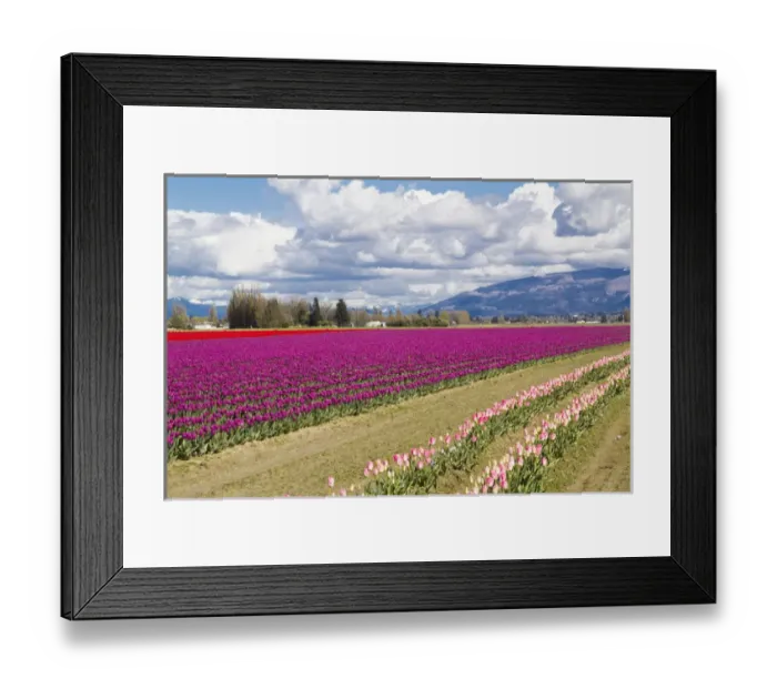 Framed Print : North America, United States, Washington, Mount Vernon, tulip fields bloom Framed Print : North America, United States, Washington, Mount Vernon, tulip fields bloom