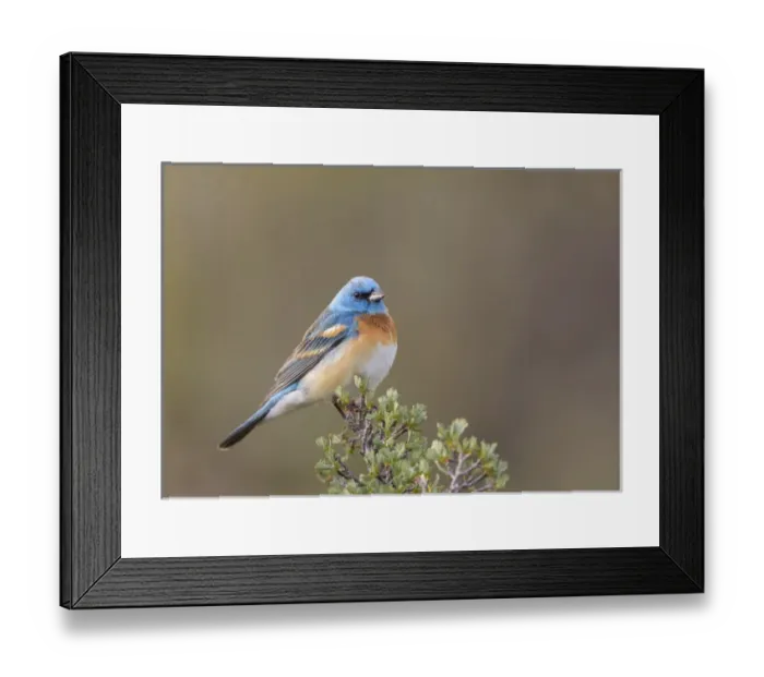 Framed Print : USA, Washington State. Male Lazuli Bunting (Passerina amoena) on a perch at Umtanum