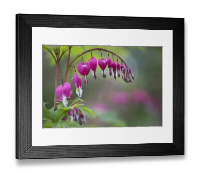 Framed Print : USA, Washington State, Row of Bleeding Heart (Dicentra spectabilis) flowers in a