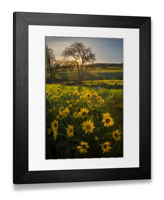 Framed Print : USA, Washington State, Arrowleaf Balsamroot wildflowers at Columbia Hills State Park Framed Print : USA, Washington State, Arrowleaf Balsamroot wildflowers at Columbia Hills State Park