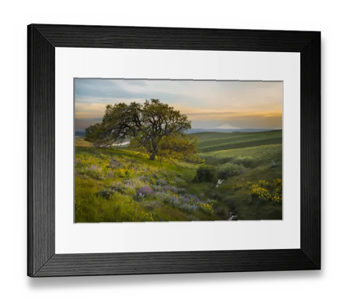 Framed Print : USA, Washington State, Field of Arrowleaf Balsamroot, Lupine and an oak tree Framed Print : USA, Washington State, Field of Arrowleaf Balsamroot, Lupine and an oak tree