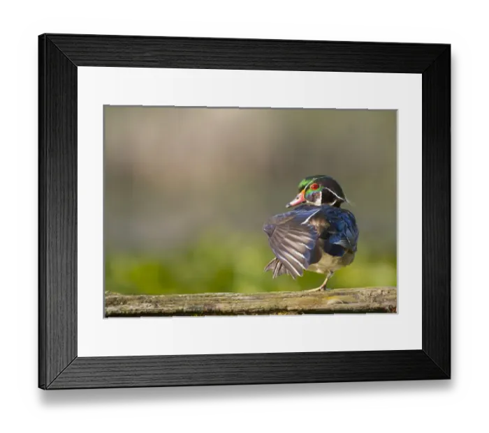Framed Print : USA, Washington State. Male Wood Duck (Aix sponsa) stretches while perched on a log Framed Print : USA, Washington State. Male Wood Duck (Aix sponsa) stretches while perched on a log