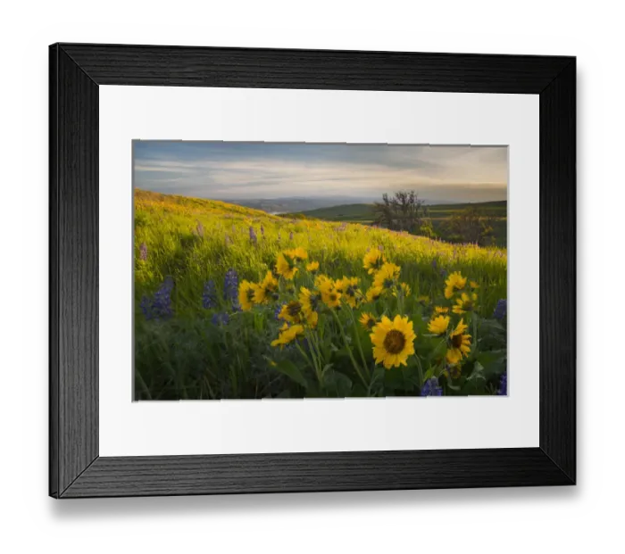 Framed Print : USA, Washington State, Field of Arrowleaf Balsamroot and Lupine wildflowers at Columbia Framed Print : USA, Washington State, Field of Arrowleaf Balsamroot and Lupine wildflowers at Columbia